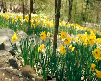 화담숲 예약 봄 수선화 축제_20