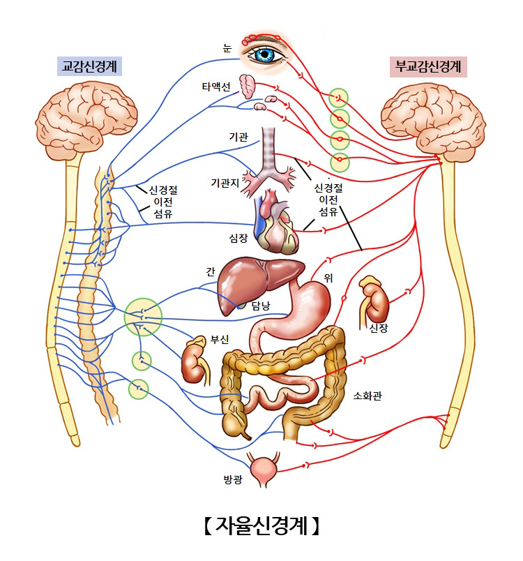 자율신경계 지배 장기