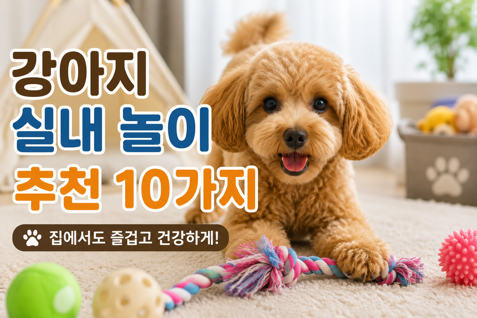 강아지 실내 놀이 추천 10가지|비 오는 날에도 집에서 즐겁게 놀아주는 방법