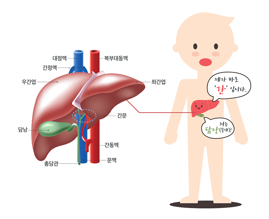 식사 후 복통? 알고 보니 ‘담석증’ 최근 증가 추세