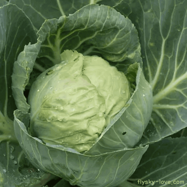위건강에 효과적인 양배추