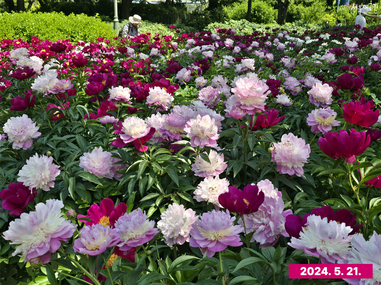 서울대공원 장미 개화현황 3