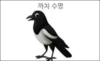 까치 수명