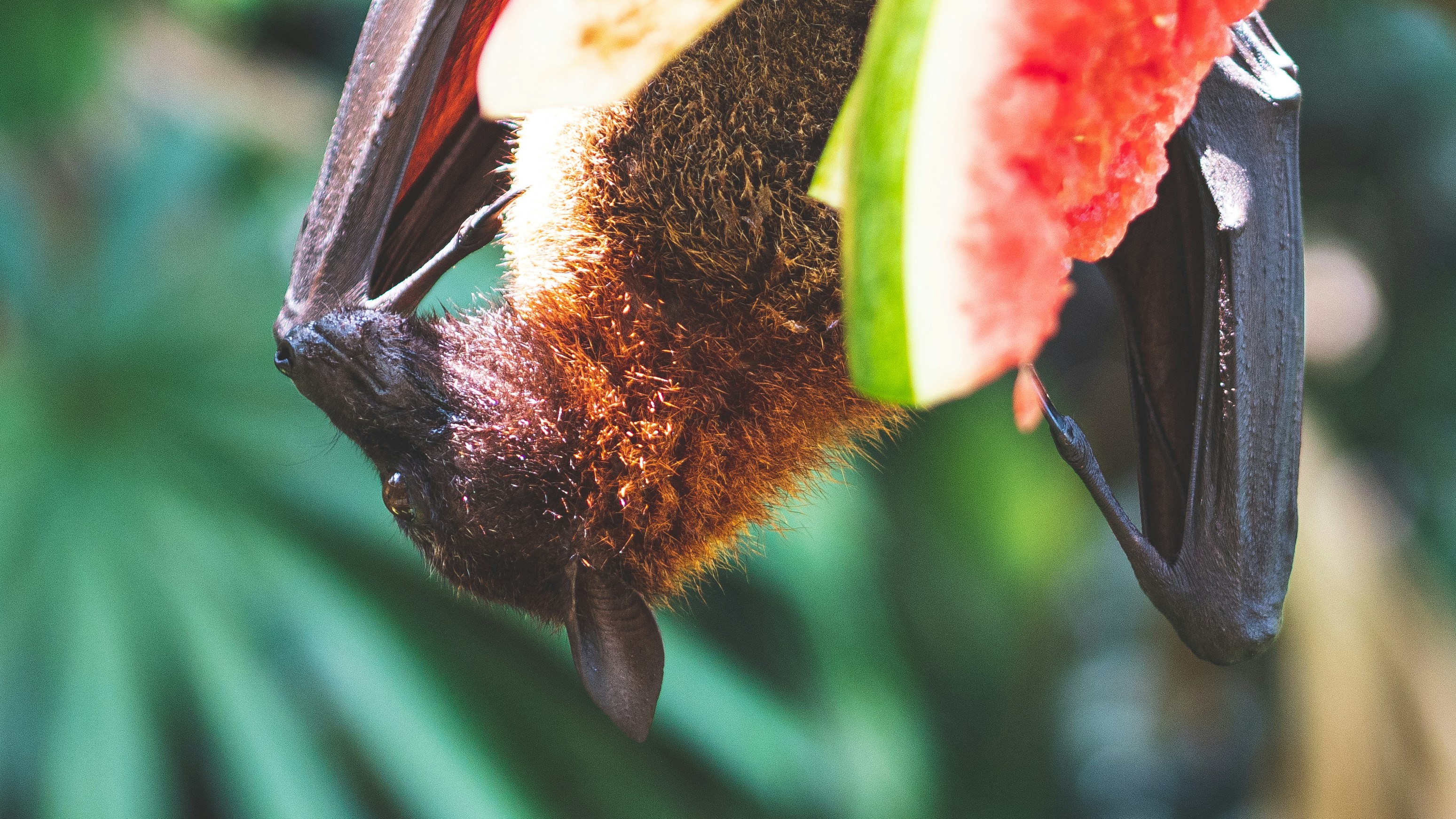 니파- 바이러스- 2026년 -21