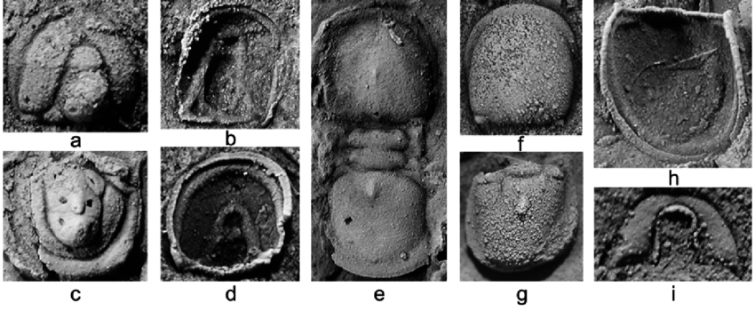미크락노스투스