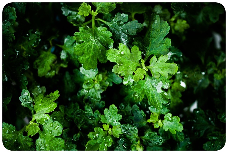 쑥 부작용 및 주의사항