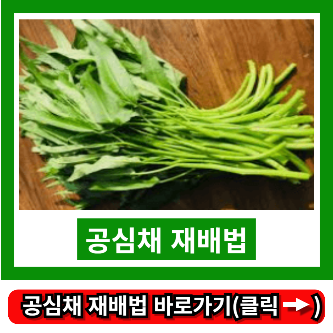 공심채 재배법