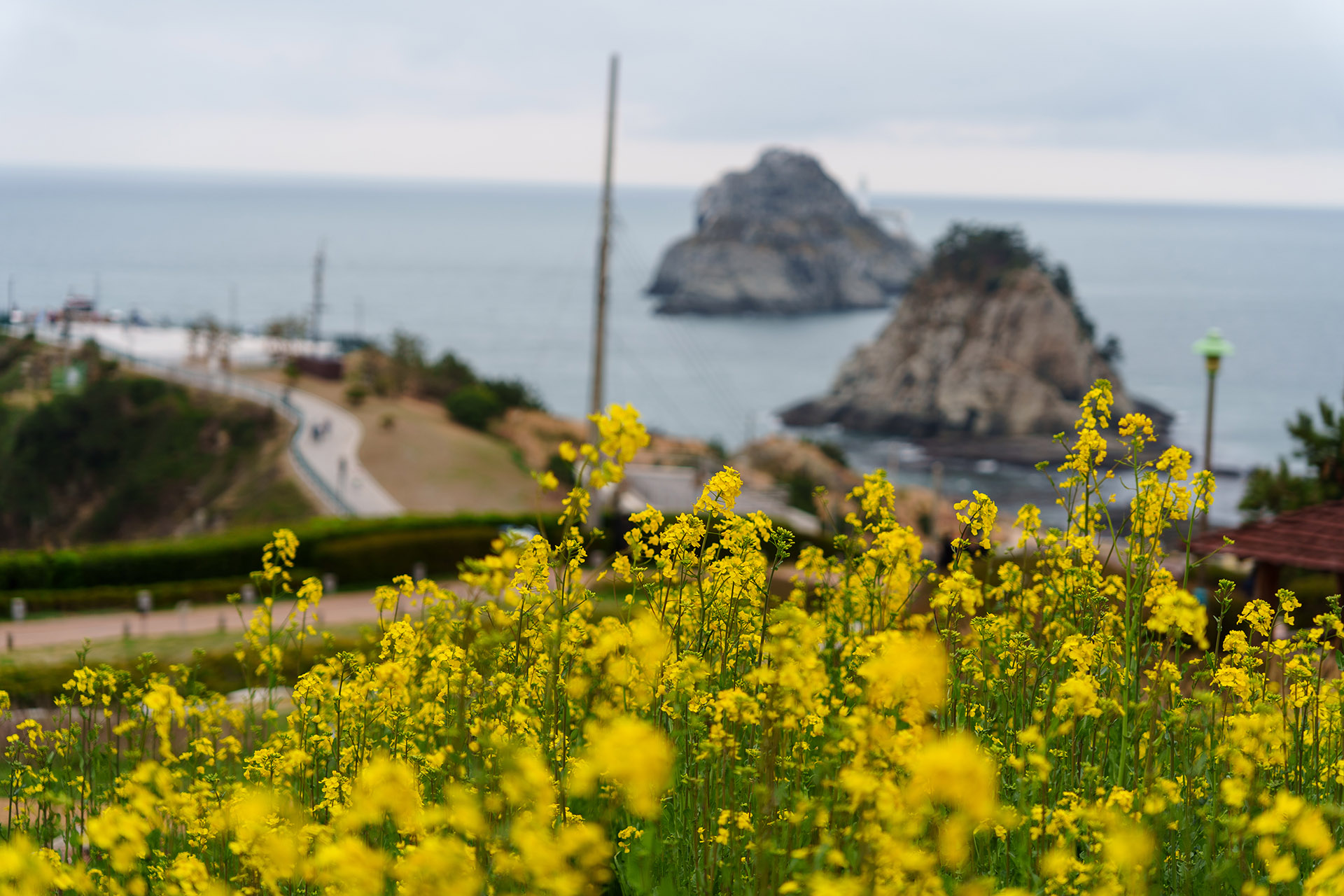 부산 오륙도 유채꽃