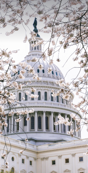 연인과 가기 좋은 로맨틱 벚꽃 데이트 코스