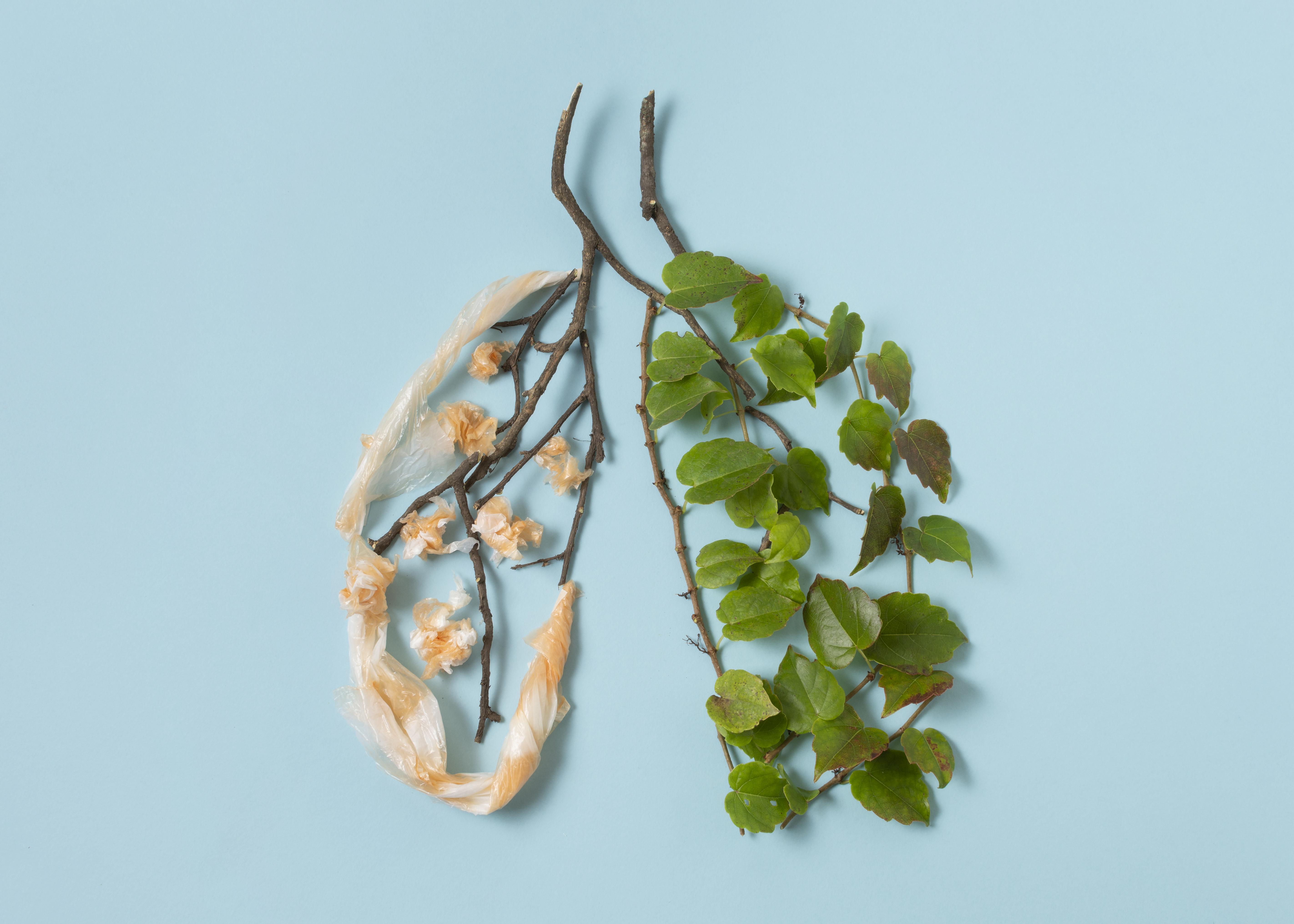 나뭇가지와 잎으로 만든 폐 사진