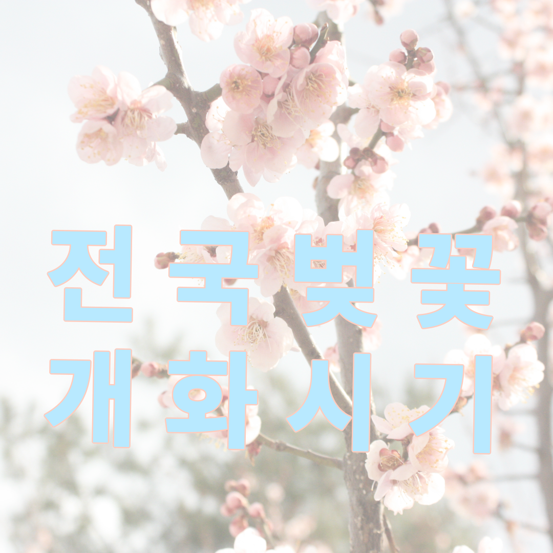 전국 벚꽃 개화시기