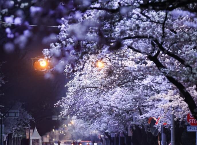 서울벚꽃축제 활짝핀 벚꽃 야경