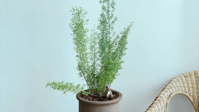 아스파라거스-메이리-병충해-예방법