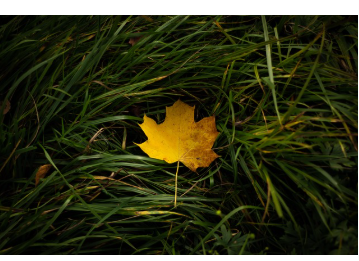 낙엽만 있어도 한참을 놀아요