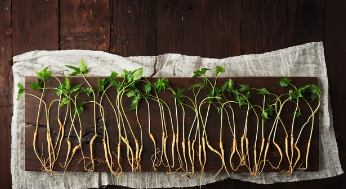 장뇌삼/출처:어도비스톡