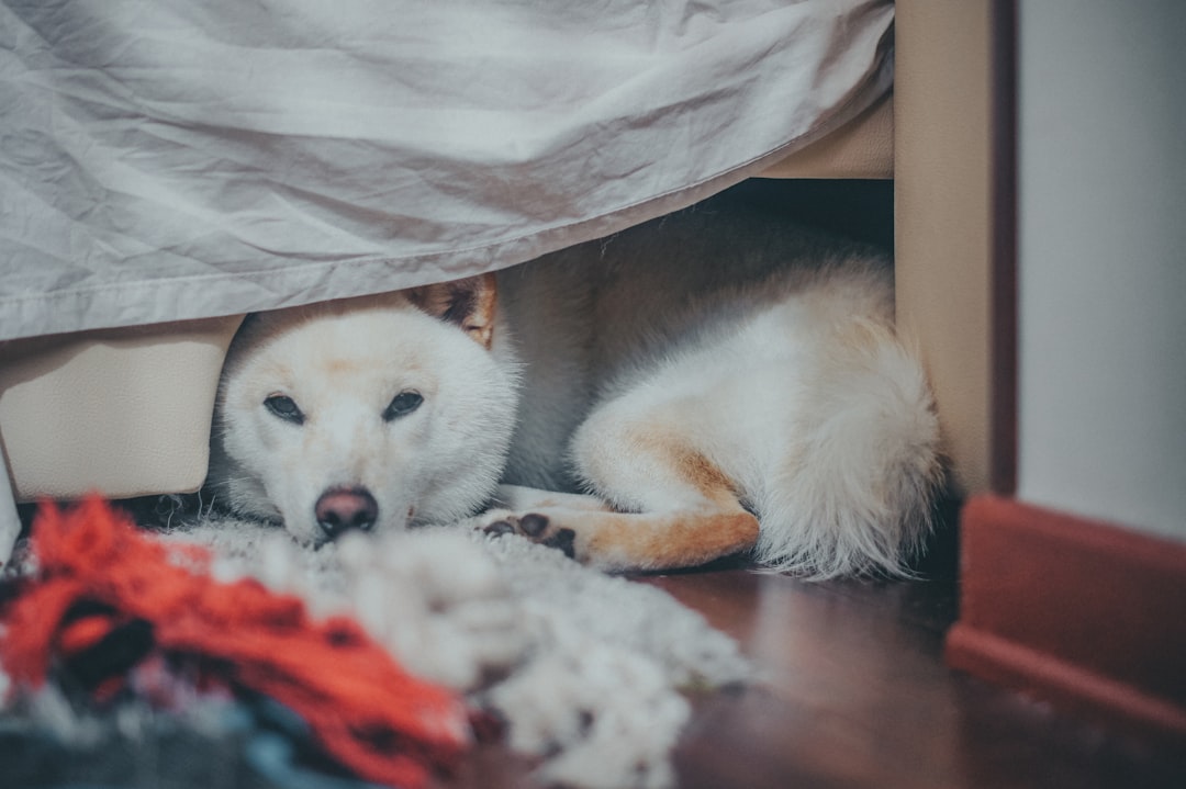 Shiba Inu