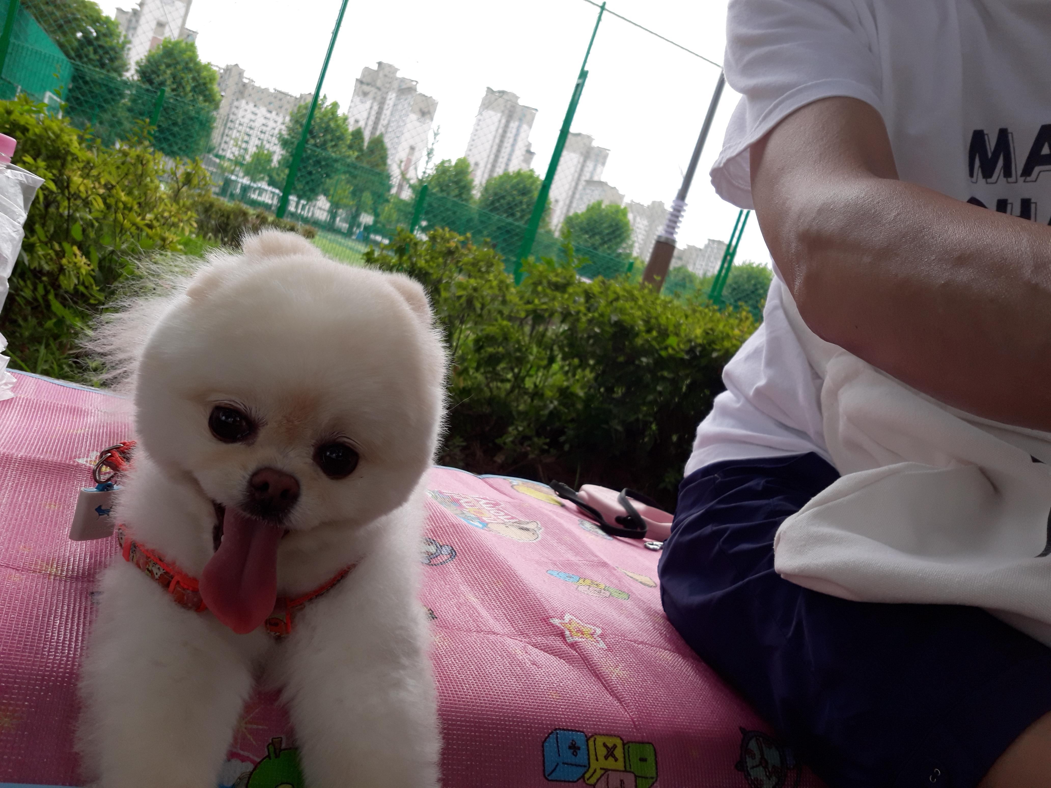 강아지 훈련 시키는 방법 : 사회성 훈련방법&amp;#44; 간식