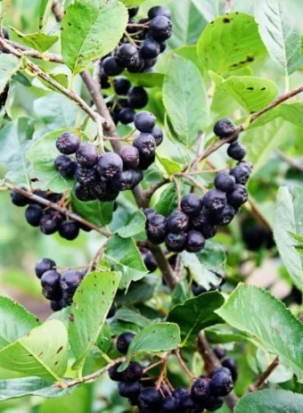 아로니아 효능 칼로리 권장섭취량_7