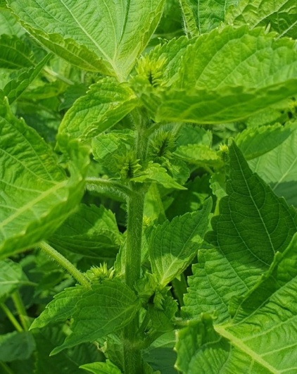 들깨 심는시기(파종시기, 심기방법, 재배방법, 수확하기) 깻잎키우기 총정리!