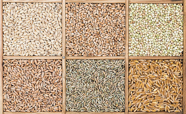 카무트 효소 효능