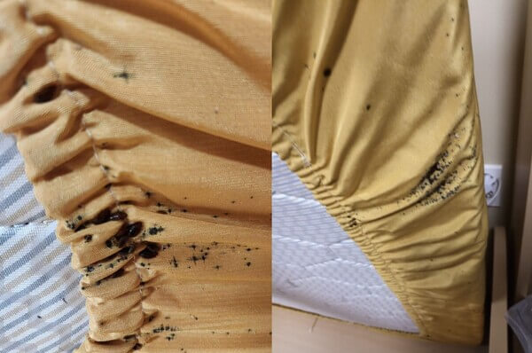 침구류속에-숨어있는-빈대