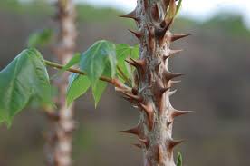 엄나무순 - “그거 진짜 몸에 좋아?” -채취전잎