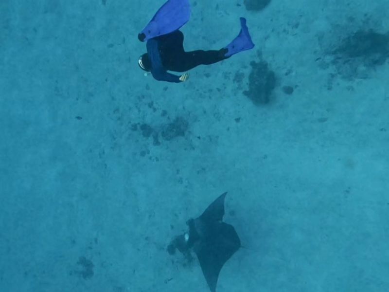 스노클링 투어 중 만난 우아한 날개짓의 만타 가오리