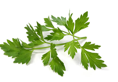 입냄새 제거에 좋은 파슬리