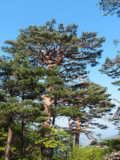 가을이면 찾는 이곳, 오대산 월정사 전나무 숲