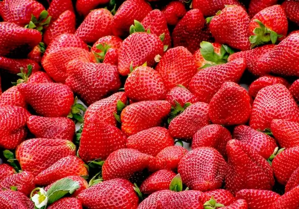 결핵에 좋은음식-딸기