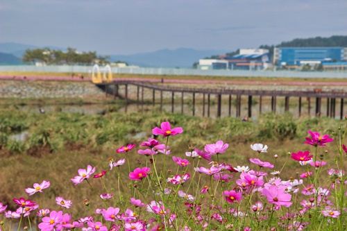 화양연화 뜻 이미지 입니다.