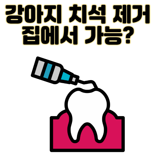 강아지 치석 제거 집에서 가능? 이 글 먼저 보세요.