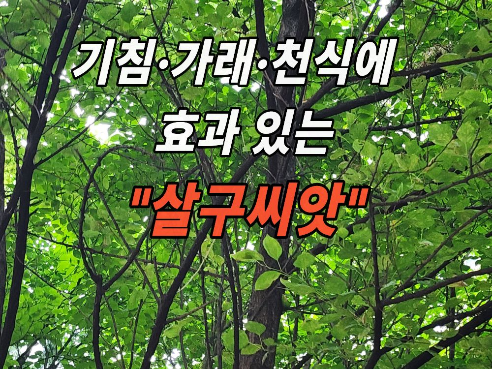 아파트 화단의 살구나무
