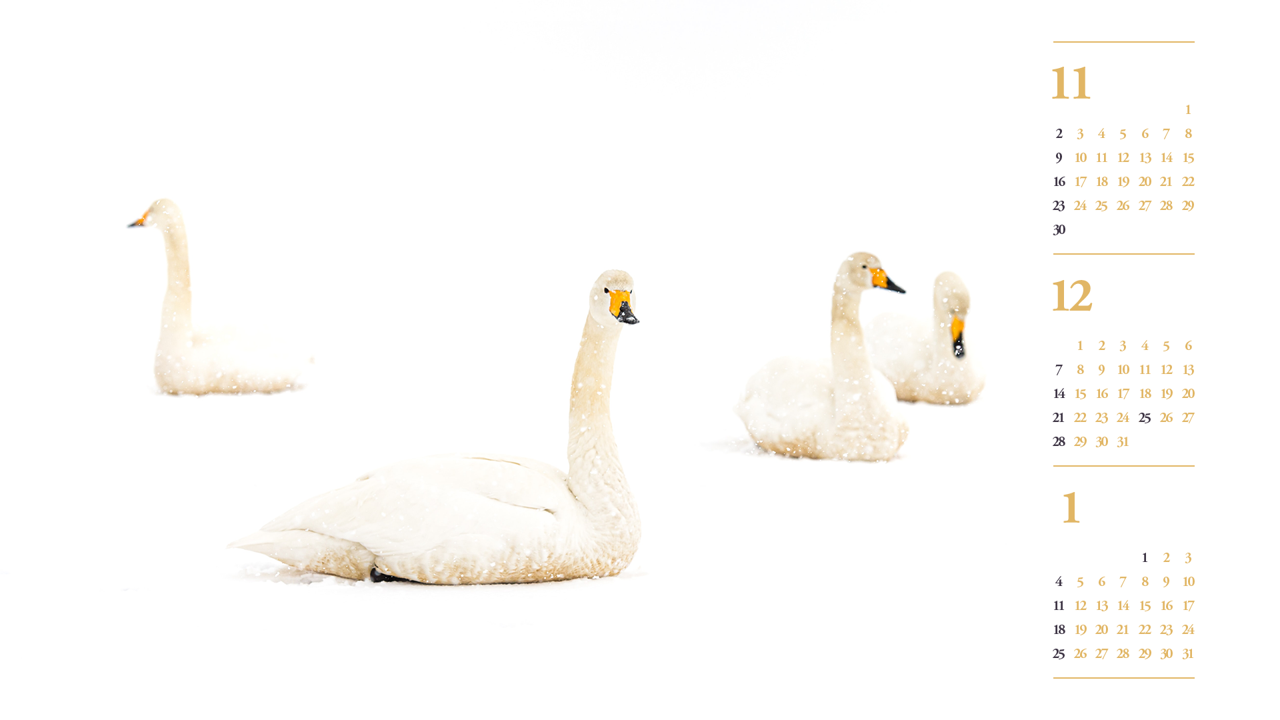 11 눈 위에 백조 B - 2025년12월 노트북배경화면