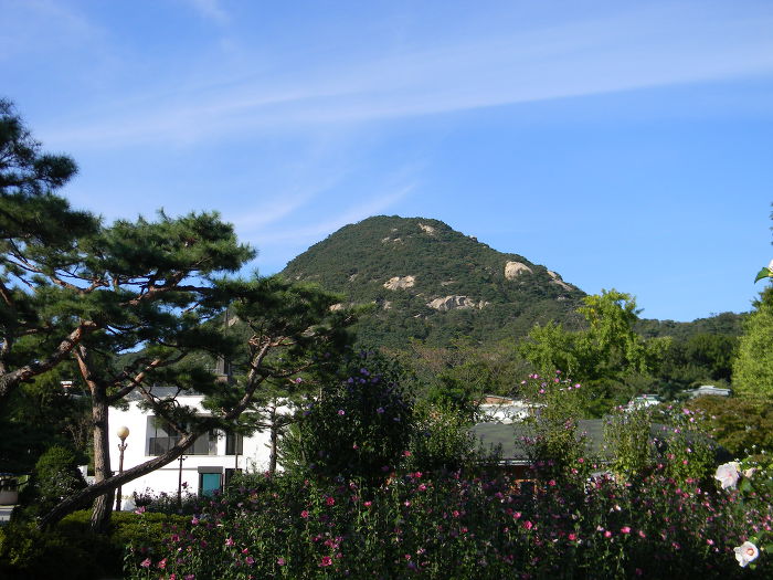 무궁화동산에서 바라본 북악산(백악산)