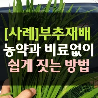 부추 재배 포기 나누기 덧비료 수확 반복_6