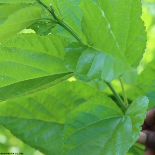 뽕잎