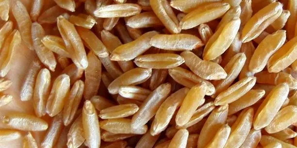 카무트 효소 만드는법 4단계