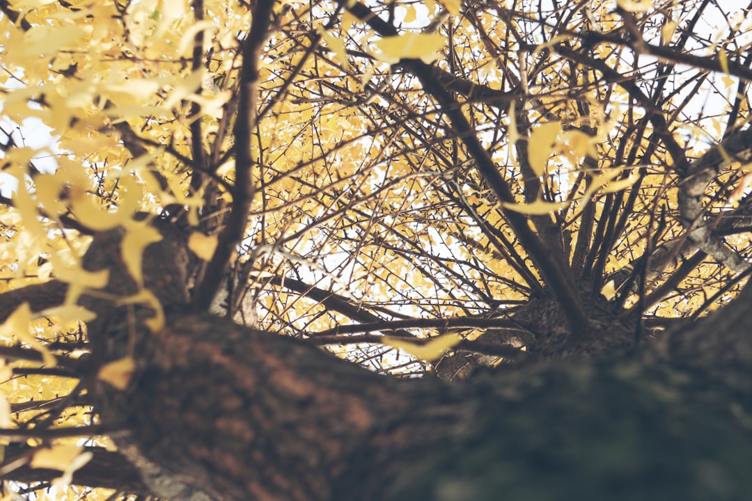 Ginkgo