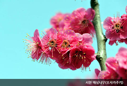대전 한밭수목원 꽃구경