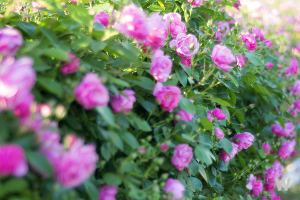 장미정원 이미지 6