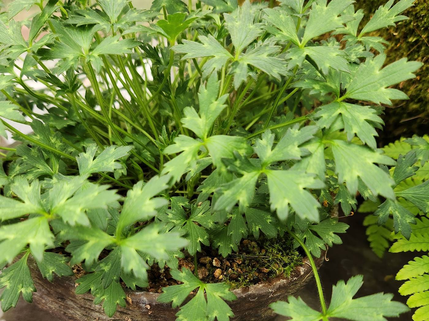 미나리아재비 Buttercup