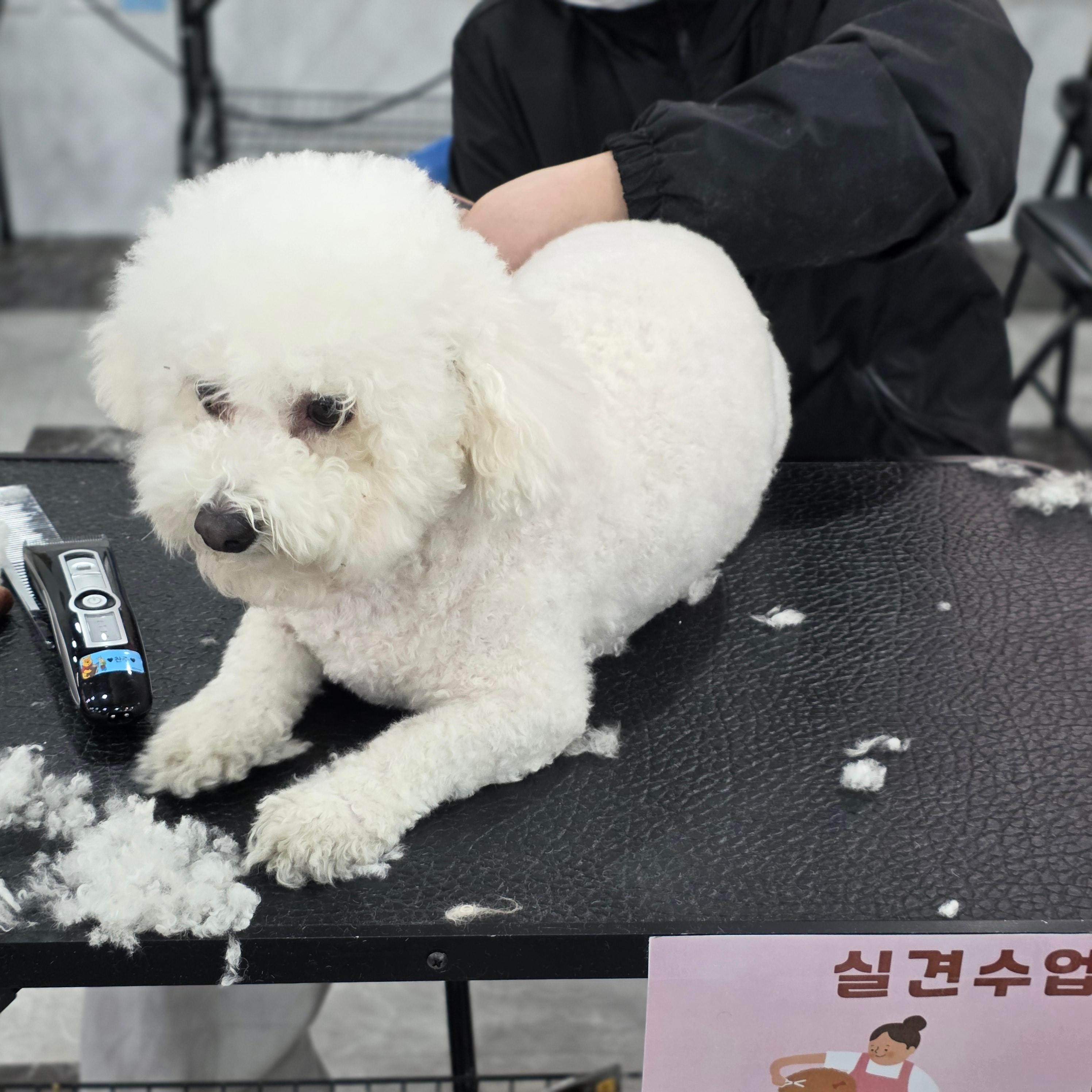 평택애견미용학원