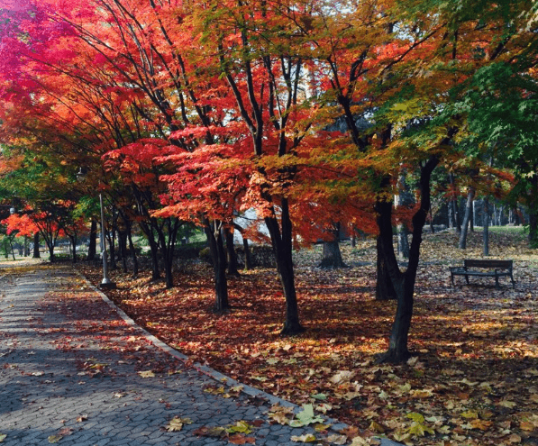8. 양재 시민의 숲(매헌시민의 숲)