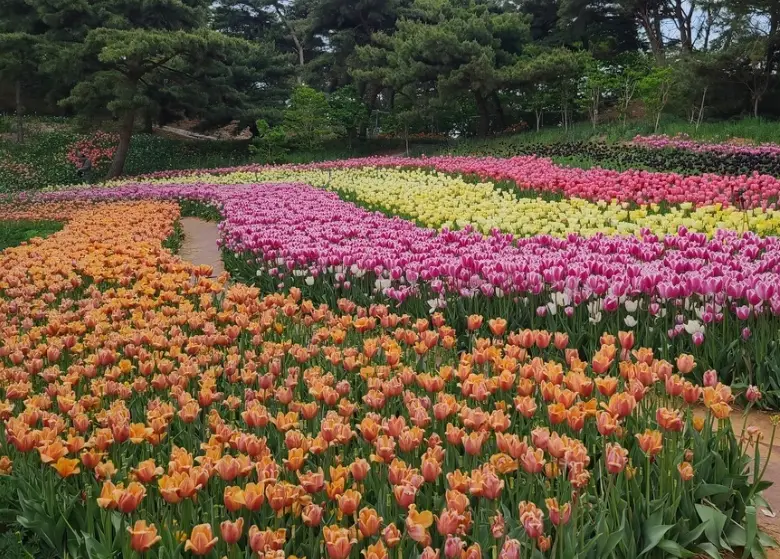 태안 튤립축제 일정, 개화시기