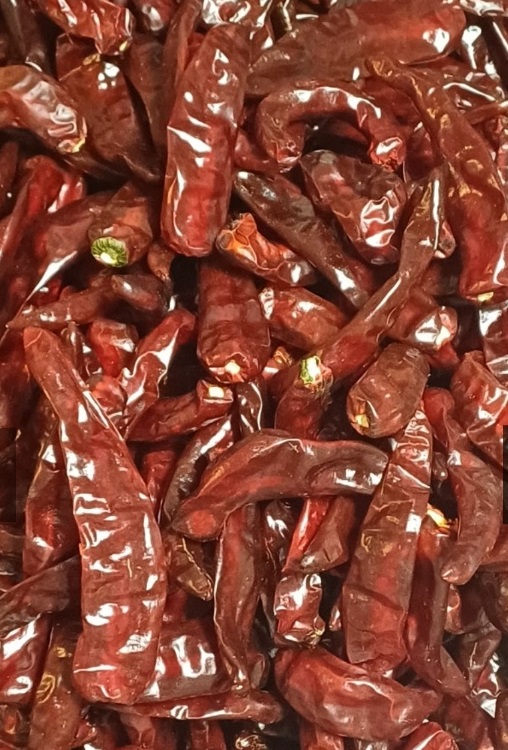 생생정보-영양-고추-삼막골농장