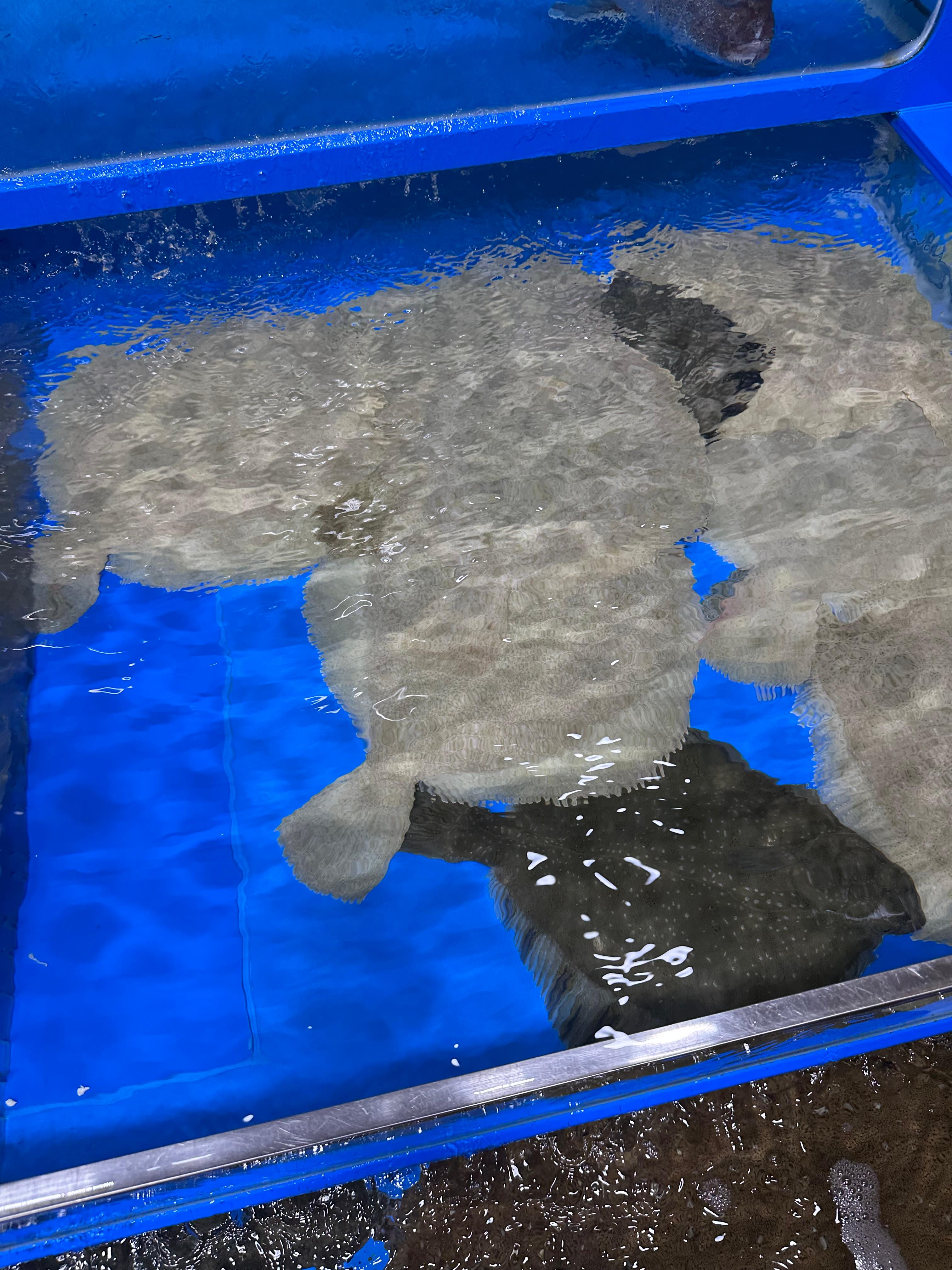 충남 보령, 대천, 무창포 여행 후기3(국내 가족 여행지 추천, 무창포 비체팰리스, 또다시 갯벌체험, 대천 맛집 부페, 점심 밥집 뷔페, 진짜 예쁜 카페 아르나, 분위기 좋은 카페 아르나, 한밤중 닭벼슬섬 산책, 대천항 수산시장 재방문, 찰광어회, 오징어회, 우성수산, 수연호수산, 무창포 비체펠리스, 오션뷰, 밥 해먹을 수 있는 숙소, 무창포 펜션)