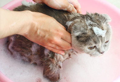 목욕하고 있는 고양이.