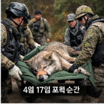 대전 늑대 늑구 탈출부터 생포까지