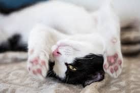 고양이 피부 알레르기